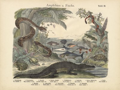 Amphibians and Fishes by German School